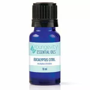 Eucalyptus Citriodora Essential Oil – 10 ml